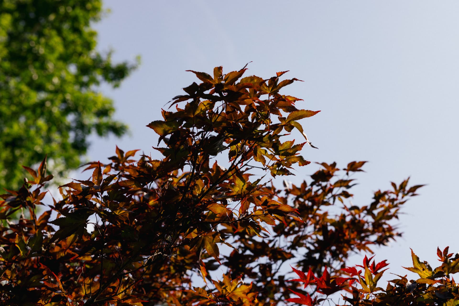 Japanese maple leaves against a clear sky