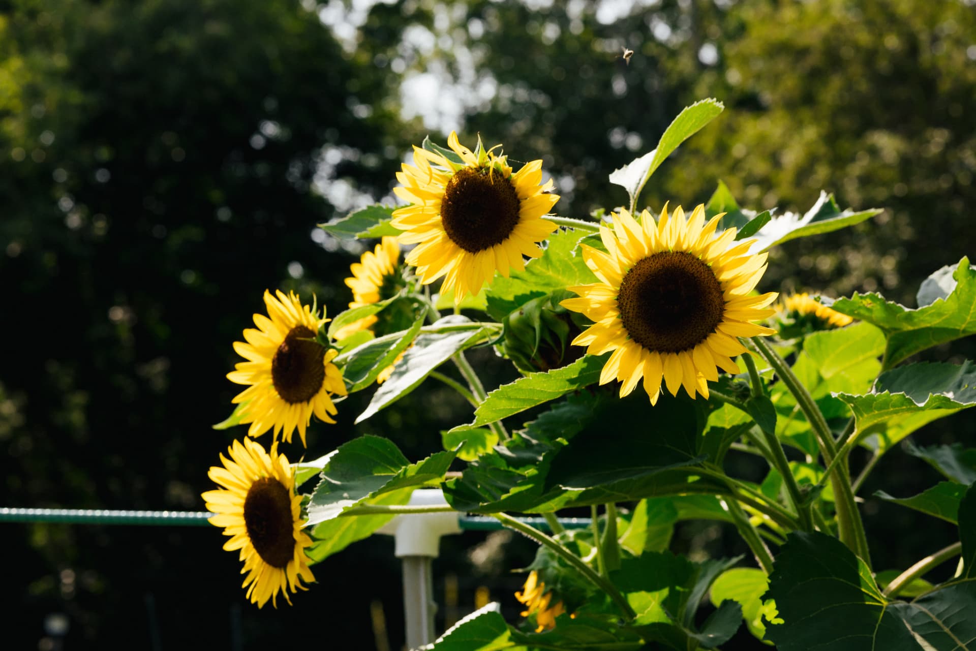 Sunflowers blooming in the garden