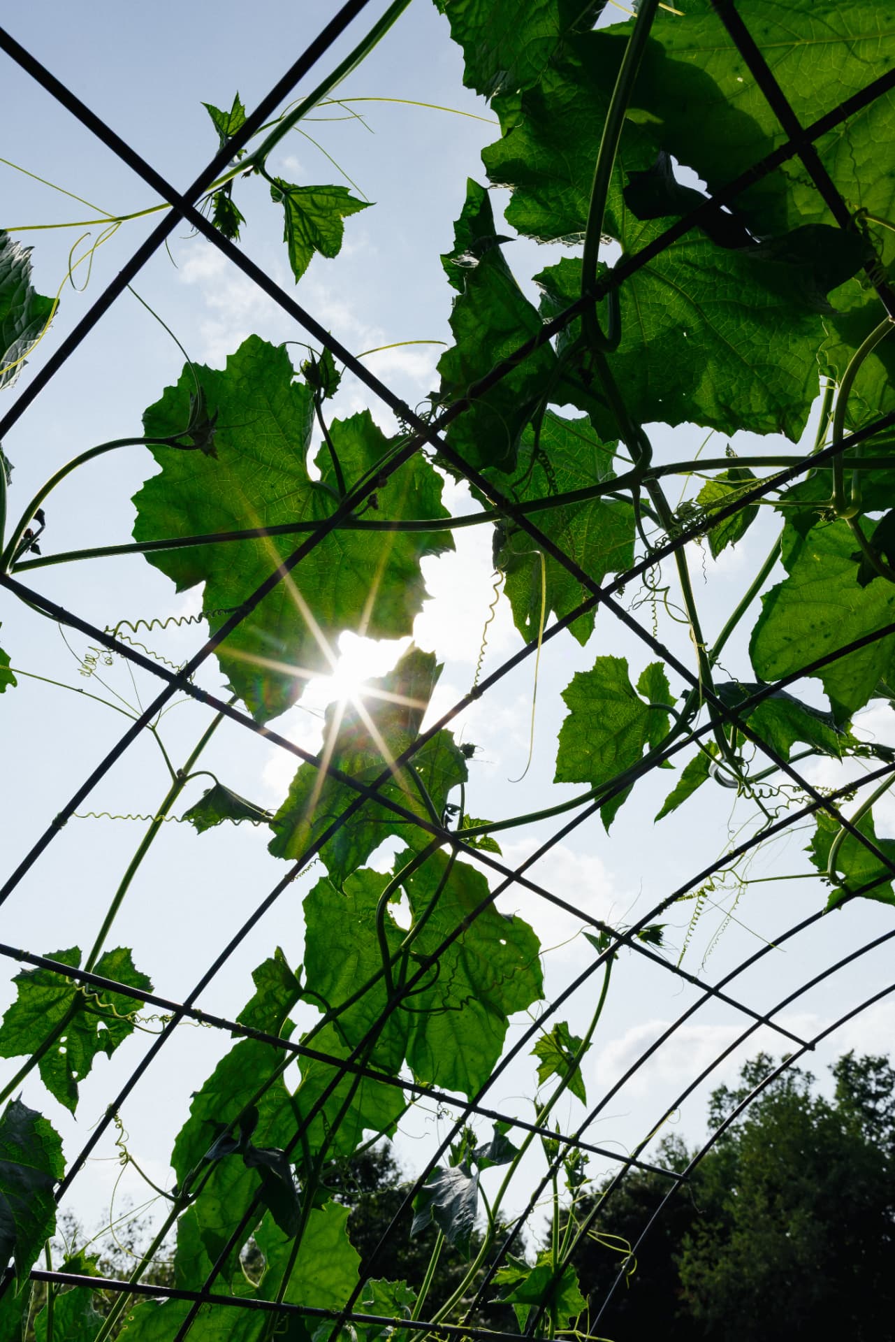 Sunlight through vines on the garden trellis arch