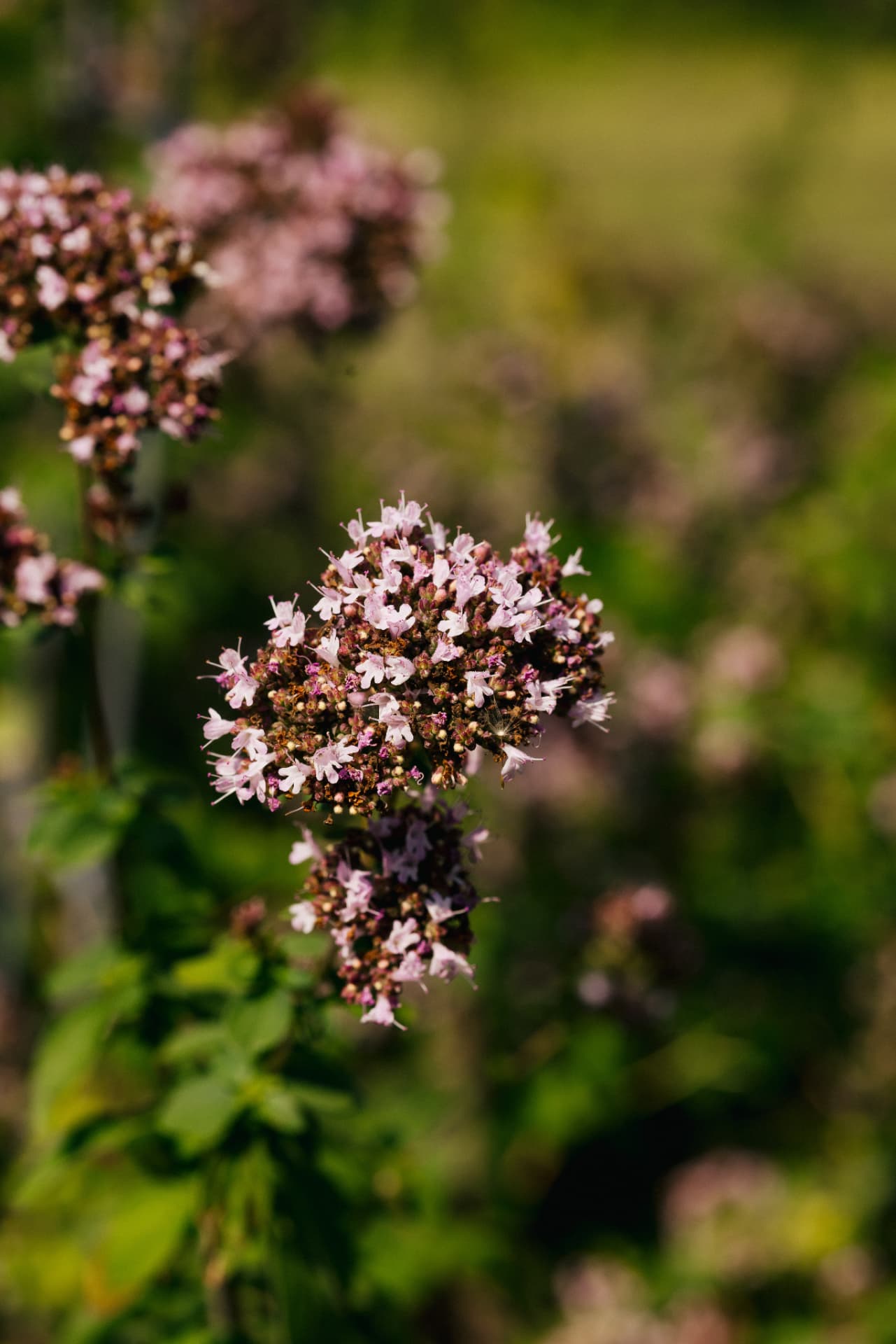 Flowering herbs in the kitchen garden